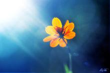 淡淡[字詞，人物，文化人物]