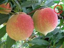 鷹嘴蜜桃 鷹嘴蜜桃