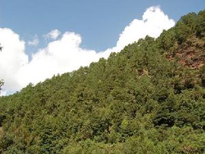 冇倮自然村-生態林