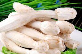 雞腿菇發酵料高產栽培 雞腿菇發酵料高產栽培