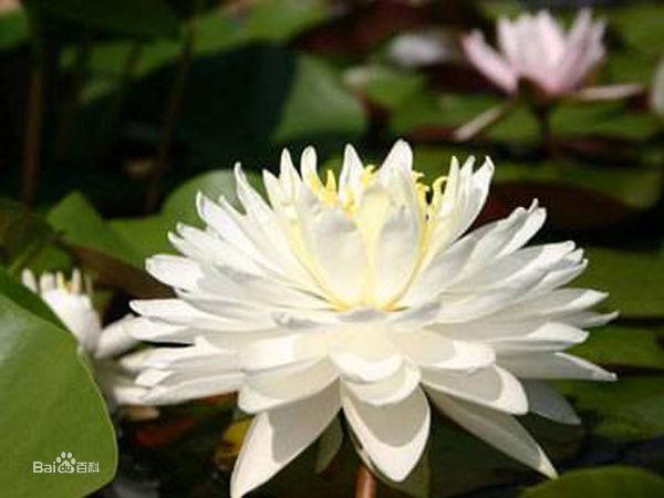 重白千瓣睡蓮
