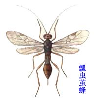 瓢蟲繭蜂