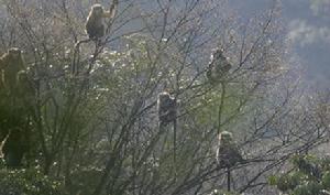 （圖）黔金絲猴