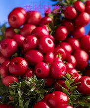 紅色漿果、'Royal Red'