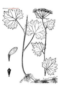 多裂千里光 多裂千里光