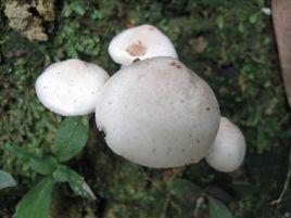 小白蘑菇 小白蘑菇