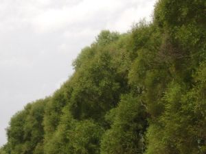 英武郎村 英武郎村