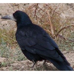 （圖）禿鼻烏鴉