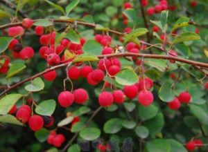 尼東栒子 尼東栒子