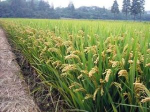 寧粳44號 寧粳44號