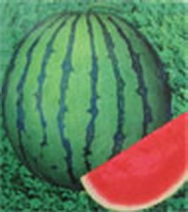 豐成四號 豐成四號