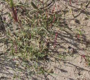 隱花草屬 隱花草屬