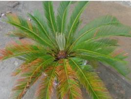 蘇鐵葉斑病 蘇鐵葉斑病