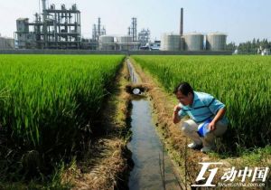 吳立紅在檢測污染企業邊糧田的水與稻秧.
