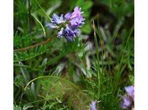 短梗棘豆 短梗棘豆