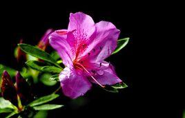 紫鵑[植物名稱]