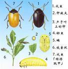 黑葉跳蟲 黑葉跳蟲