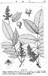 小果大葉漆 小果大葉漆