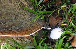 天然膠乳 天然膠乳