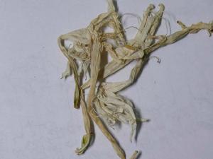 玉簪花根[玉簪花根]