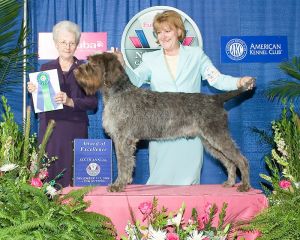 剛毛指示格里芬犬
