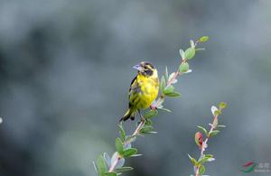 高山金翅雀指名亞種 高山金翅雀指名亞種