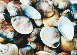 巧環楔形蛤 巧環楔形蛤