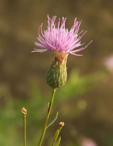 無莖麻花頭 無莖麻花頭