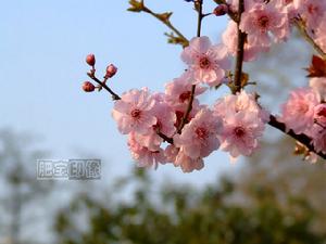 寒冷四君子 寒冷四君子