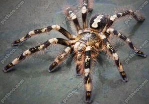 象牙華麗雨林蜘蛛 象牙華麗雨林蜘蛛