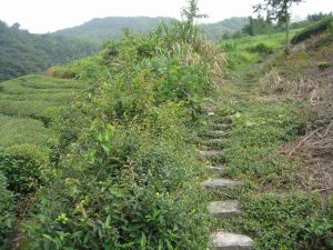 北山小皎古道 北山小皎古道