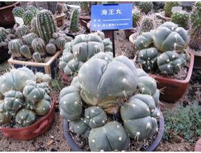 海王草科 海王草科