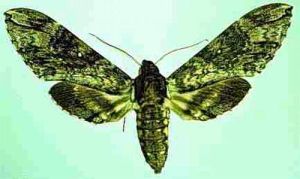 瓜納卡斯特自然保護區