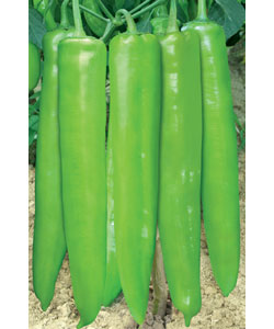 良禾大椒 良禾大椒