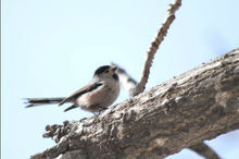 百花山國家級自然保護區