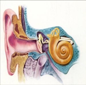 自身免疫性內耳病 自身免疫性內耳病