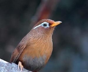 中國觀賞鳥 中國觀賞鳥