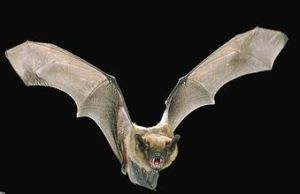 葉口蝠科 葉口蝠科