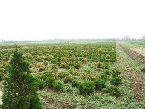 天津市津南農業科技園