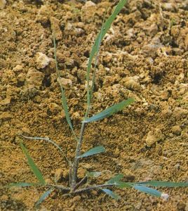 黑穗畫眉草 黑穗畫眉草