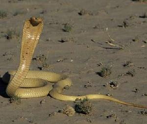 金黃眼鏡蛇 金黃眼鏡蛇