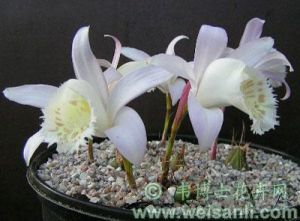 大花獨蒜蘭 大花獨蒜蘭