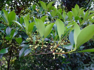 井岡山厚皮香 井岡山厚皮香