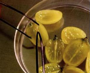 胚挽救技術 胚挽救技術