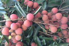 荔枝[水果類植物]