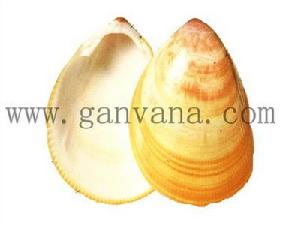 金華鳥尾蛤 金華鳥尾蛤