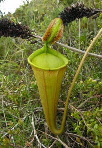 巴拉望島豬籠草 巴拉望島豬籠草