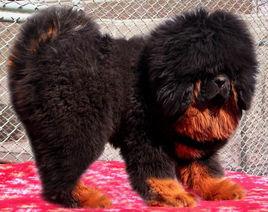 北京盛華獒園 北京盛華獒園