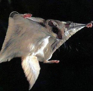 飛行狐猴 飛行狐猴