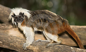 棉花頂面絹毛猴 棉花頂面絹毛猴